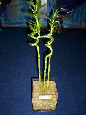 Lucky Bamboo 3 adet saksi iegi  Ankara stz iek yolla 