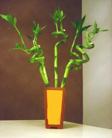 Lucky Bamboo 5 adet vazo ierisinde  Ankara balgat gvenli kaliteli hzl iek 