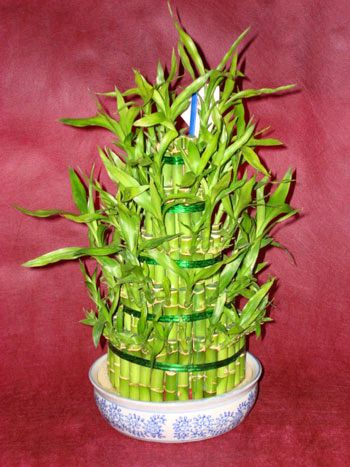 Lucky Bamboo sans melegi iegi  Ankara Anttepe yurtii iek siparii 