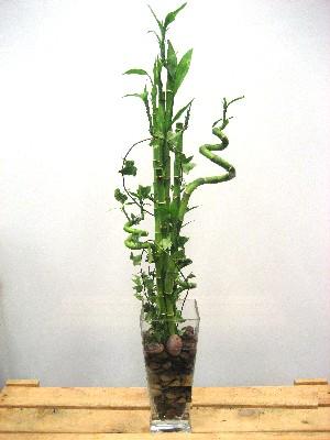 Lucky Bamboo sans melegi iegi  Ankara Balgat iek gnderme sitemiz gvenlidir 