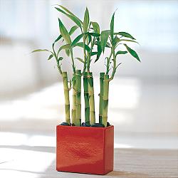 Lucky Bamboo sans melegi iegi  Ankara bykesat hediye iek yolla 