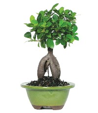 Bonsai saks iei  Ankara Anttepe yurtii iek siparii 