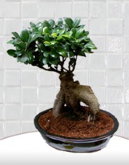 saks iei japon aac bonsai  Ankara ayyolu iek sat 