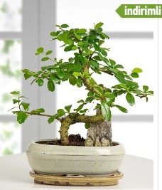 S eklinde ithal gerek bonsai japon aac  Ankara balgat gvenli kaliteli hzl iek 