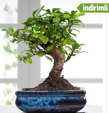 Bonsai japon aac  Ankara ankaya sevgilime hediye iek 