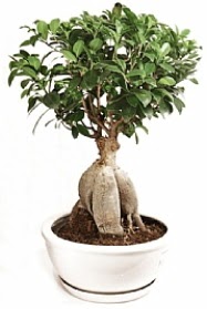 Bonsai japon aac yaprak dkmeyen  Ankara trkz iek gnderme 