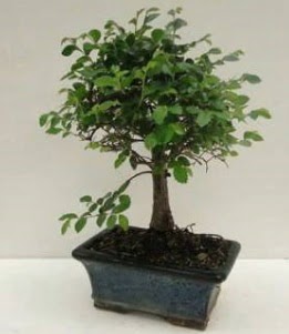 Bonsai saks bitkisi japon aac  Ankara kkesat iek , ieki , iekilik 