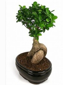 Bonsai saks bitkisi japon aac  Ankara Anttepe yurtii iek siparii 