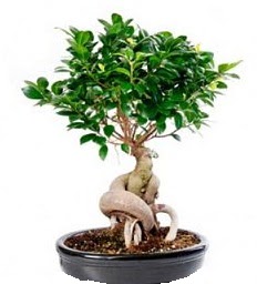 Bonsai Japon aac saks bitkisi  Ankara ankaya online iek gnderme