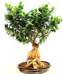 Bonsai Japon aac saks bitkisi  Ankara Anttepe yurtii iek siparii 