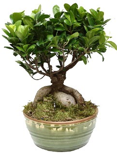 Japon aac bonsai saks bitkisi  Ankara Krkkonaklar cicekciler , cicek siparisi 