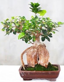 Japon aac bonsai saks bitkisi  Ankara ankaya iek online iek siparii 