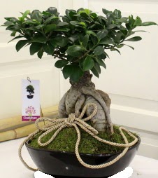 Japon aac bonsai sat  Ankara seyranbalar iek siparii 