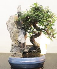 Japon aac bonsai saks bitkisi sat  Ankara balgat gvenli kaliteli hzl iek 