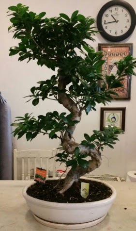 100 cm yksekliinde dev bonsai japon aac  Ankara Krkkonaklar cicekciler , cicek siparisi 