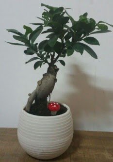 Bonsai japon aac saks iei  Ankara dikmen iek maazas 