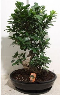 75 CM Ginseng bonsai Japon aac  Ankara anneler gn iek yolla 