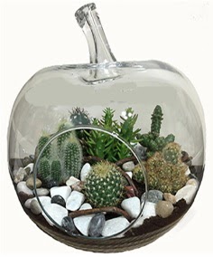 Terrarium tanzim elma camda 5 kakts  Ankara Anttepe yurtii iek siparii 