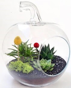 Elma Terrarium orta boy 5 kakts  Ankara balgat gvenli kaliteli hzl iek 