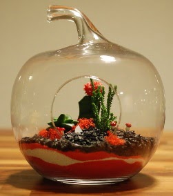 Elma Terrarium 3 kakts orta boy  Ankara ankaya online iek gnderme