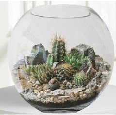 Cam fanus Terrarium 5 kakts  Ankara merutiyet ieki maazas 