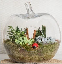 Elma terrarium orta boy 4 kakts  Ankara Anttepe yurtii iek siparii 