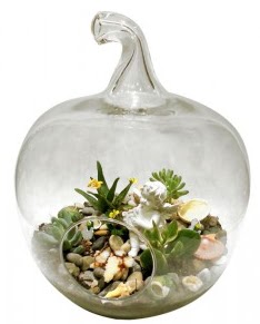 Orta boy elma terrarium 5 kakts  Ankara Balgat iek gnderme sitemiz gvenlidir 