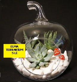 5 kaktsl Elma terrarium orta boy  Ankara Bahelievler nternetten iek siparii 