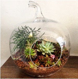 Orta boy elma terrarium 3 kaktsl  Ankara balgat gvenli kaliteli hzl iek 