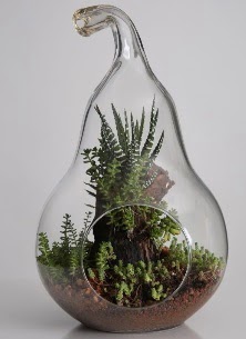 Armut cam kk boy terrarium  Ankara seyranbalar iek siparii 