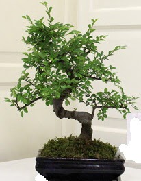 Bonsai saks iei  Ankara ankaya online iek gnderme