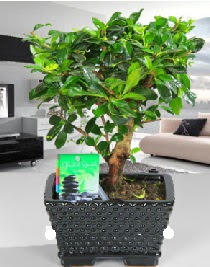 Bonsai japon aac saks bitkisi  Ankara ankaya sevgilime hediye iek 