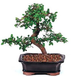 thal bonsai japon aac  Ankara Anttepe yurtii iek siparii 