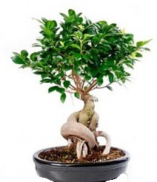 Bonsai japon aac seramik iinde  Ankara kaliteli taze ve ucuz iekler 