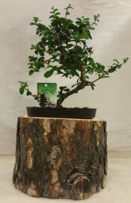 Doal ktk iinde bonsai japon aac  Ankara Krkkonaklar cicekciler , cicek siparisi 