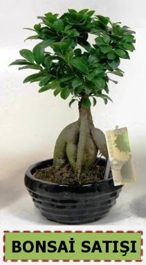 Bonsai japon aac ginseng bonsai  Ankara merutiyet ieki maazas 