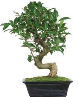 Bonsai saks bitkisi japon aac  Ankara balgat iek yolla , iek gnder 