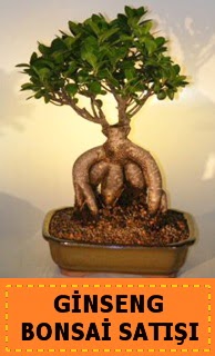 Ginseng bonsai sat japon aac  Ankara Balgat iek gnderme sitemiz gvenlidir 