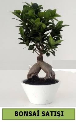 Bonsai japon aac sat  Ankara seyranbalar iek siparii 