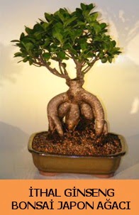 thal japon aac ginseng bonsai sat  Ankara Krkkonaklar cicekciler , cicek siparisi 