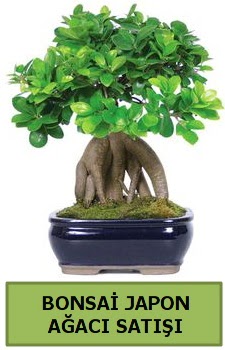 Bonsai japon aac sat  Ankara ankaya sevgilime hediye iek 