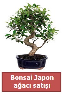 Japon aac bonsai sat  Ankara Anttepe yurtii iek siparii 