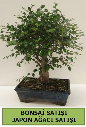 Minyatr bonsai japon aac sat  Ankara dikmen iek maazas 