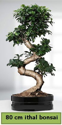 80 cm zel saksda bonsai bitkisi  Ankara ankaya Oran 14 ubat sevgililer gn iek 