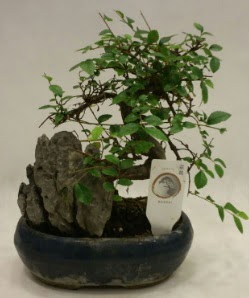 thal 1.ci kalite bonsai japon aac  Ankara ankaya sevgilime hediye iek 