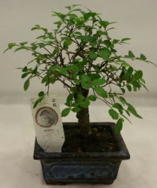 Minyatr ithal japon aac bonsai bitkisi  Ankara ankaya sevgilime hediye iek 