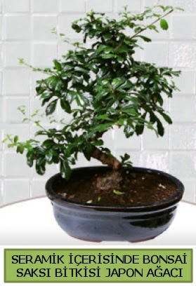 Seramik vazoda bonsai japon aac bitkisi  Ankara Anttepe yurtii iek siparii 