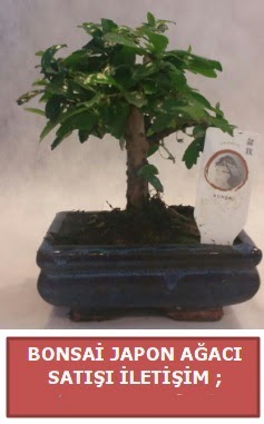 Japon aac minyar bonsai sat  Ankara ankaya sevgilime hediye iek 