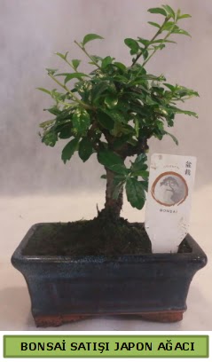 Minyatr bonsai aac sat  Ankara cebeci cicek , cicekci 