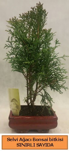 Selvi aac bonsai japon aac bitkisi  Ankara ankaya sevgilime hediye iek 